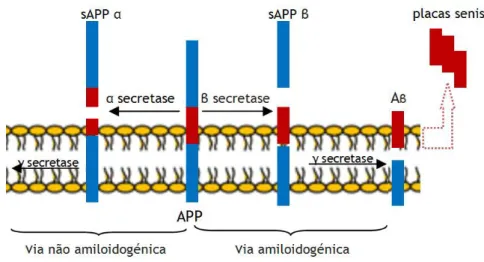 Figura 13 - Via amiloidogénica e não amiloidogénica na clivagem da APP. Adaptado de (16, 30)