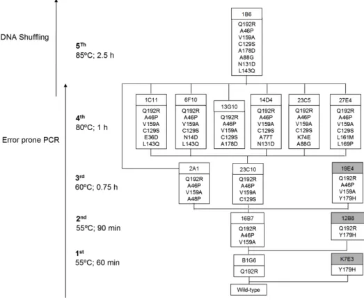 Figure 2. Lineage of PpAzoR variants generated in this study. Only non-synonymous mutations are shown