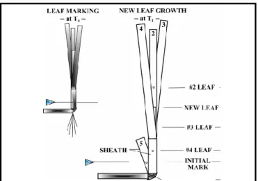 Figure 2.3.2: Creation of a pin scar in the leaf sheath. The difference between the sheath scar and the  scar on the central (newest) leaf was measure using a ruler to calculate the elongation rate of the central  leaf