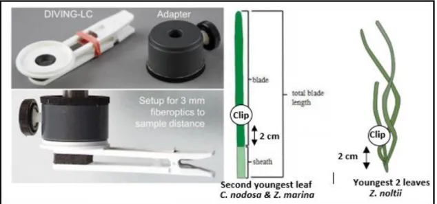 Figure 2.4.2: Left- Diving- PAM Leaf clip and adaptor set up. Source: Heinz Walz GmbH, 2018