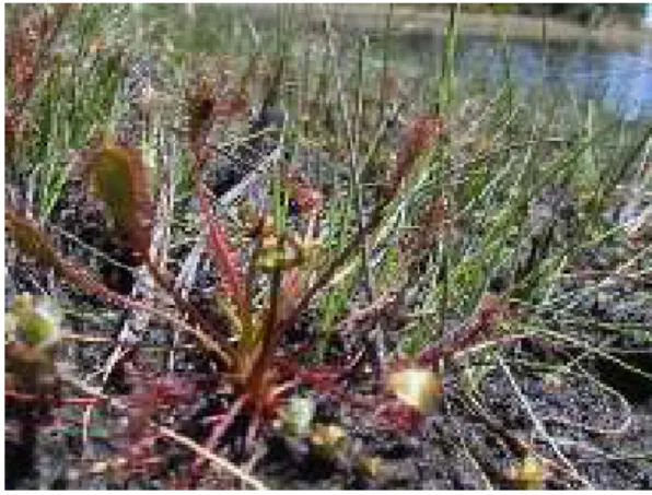 Figure 1.1 – D. intermedia plant. 