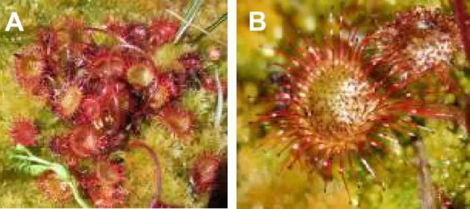 Figure 1.2 – D. rotundifolia plants (A) and leaf detail (B). 