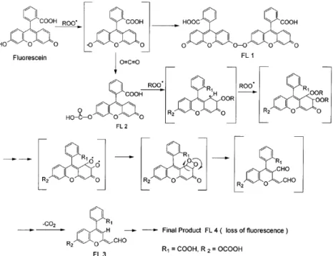 Figure 1.6 – Proposed fluorescein oxidation pathway in the presence of AAPH (Ou et al