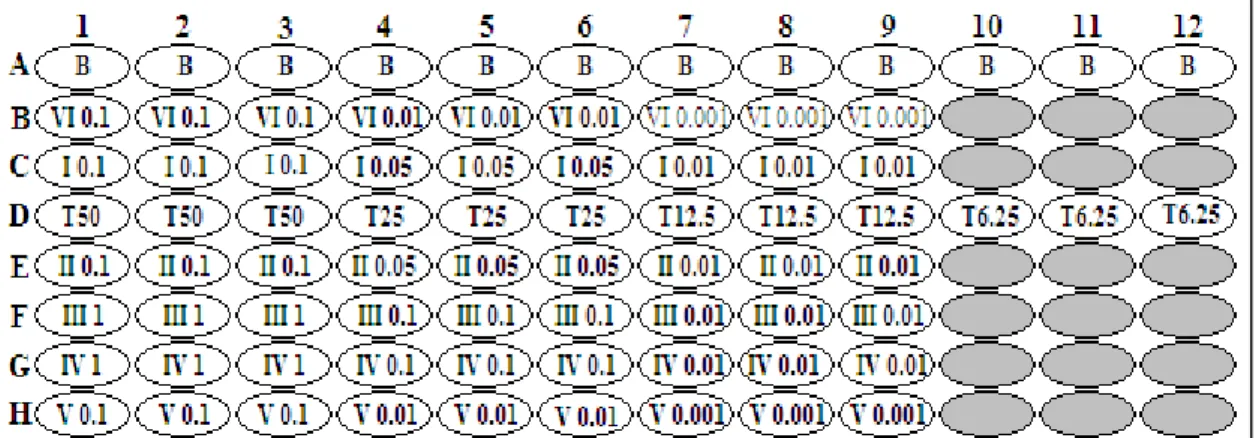Figure  2.1  -  Layout  of  the  96-well  microplate  for  the  ORAC  assay  with  the  different  extracts  and  concentrations