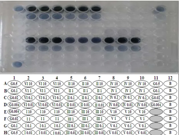 Figure  2.3  -  Layout  of  the  96-well  microplate  for  the  F-C  assay  with  the  different  extracts  and  concentrations