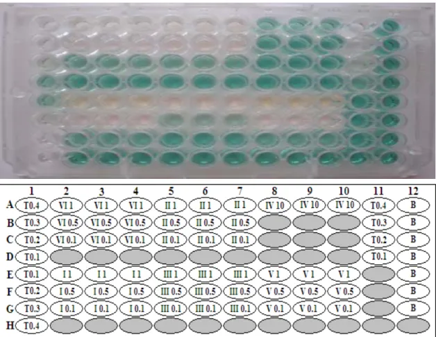 Figure  2.5  -  Layout  of  the  96-well  microplate  for  the  TEAC  assay  with  the  different  extracts  and  concentrations