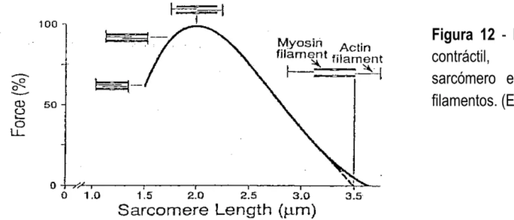 Figura 13 - Relação tensão-comprimento muscular. (Ralston e col., 1947) Figura  12  -  Relação  entre  força contráctil, comprimento do sarcómero  e  interdigitação  dos filamentos