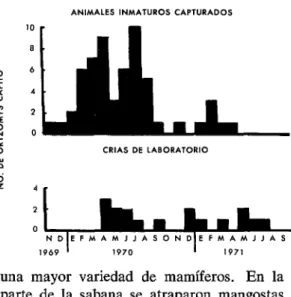 FIGURA  3-Captums  mensuales  de  Oryzomys  ccqifo  in-  maturos,  correlacionados  con  el  número  de  crías  producidas 