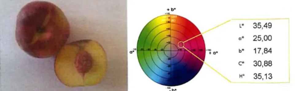 Figure 1. Visual and colorimetric analysis of Sweet Dream peach. 