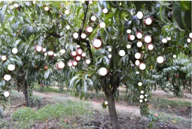 Fig. 7. Manual counting of peaches. 