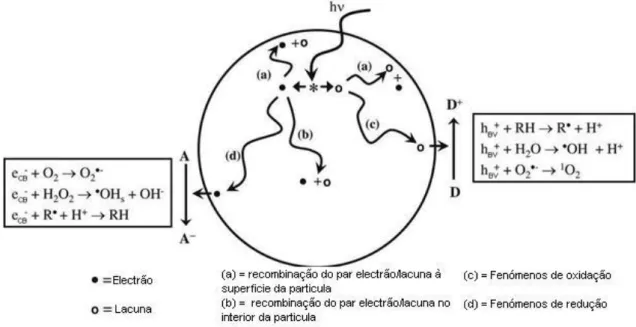Figura 8: Representação esquemática do mecanismo de catálise do TiO 2 , adaptado de A