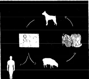 FIGURE  1 -The  dog-sheep-dog  life-cycle  of  Echi-  nococcusgranulosus.  E.  muftilocularis,  the  other  agent  of  hydatidosis,  is  commonly  maintained  by  a fox-vole-  fox  cycle