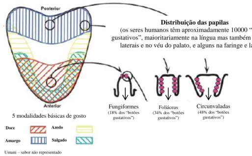 Figura 1 – Esquema da localização das papilas gustativas na língua humana (adaptado de [37])