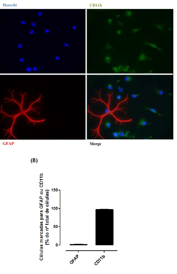Figura 5 – Avaliação de pureza da cultura primária de microglia do MV. (A) Imagem representativa de  uma imunocitoquimica em que a microglia foi marcada com CD11b (verde) e os astrócitos com  anti-GFAP  (vermelho)