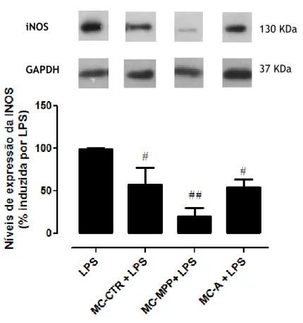 Figura 7 - Efeito dos meios condicionados na regulação da expressão de iNOS induzida pelo LPS nas  células  microgliais