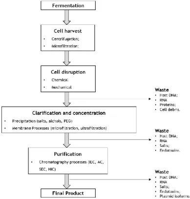 Figure 8 - Representation of upstream and downstream process of large-scale purification of supercoiled  plasmid DNA (adapted from (Guilherme N.M
