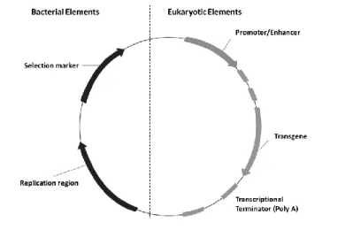 Figure 9 - Plasmid DNA expression vector (adapted from (Armando Tejeda-Mansir 2008)).