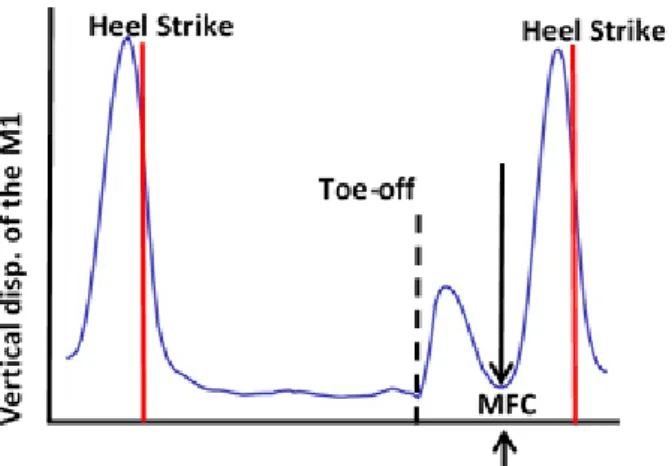 Figure  2  – Plot  showing  the  vertical  displacement  of  the M1  marker  during walking,  and  the  minimum  foot clearance (MFC) between heel strikes that takes place during the mid-swing phase
