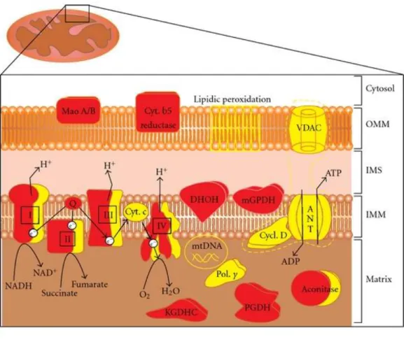 Figure 4. Mitochondrial sources of ROS and mitochondrial ROS targets. ROS generators (red) and ROS  targets (yellow) are present all over mitochondria