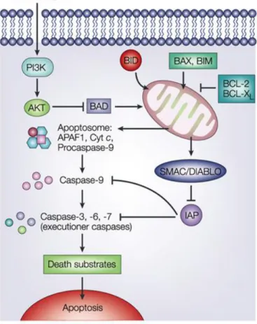 Figure 6. Apoptosis intrinsic pathway. Activation of apoptosis starts with MOMP, generally as a result  of the activation of pro-apoptotic members