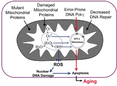 Figure 10. The mitochondrial theory of aging. Multiple factors may cause mtDNA mutations  which then leads to an increased production of ROS species