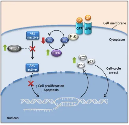 Figure  4:  Molecular  pathways  in  normal  prostate  cells.  PTEN,  NKX3.1,  and  p27  proteins  regulate  the  proliferation and apoptosis of prostate epithelial cells