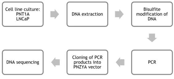 Figure 8: Diagram with the procedures used to determine the methylation pattern of the STEAP1 gene