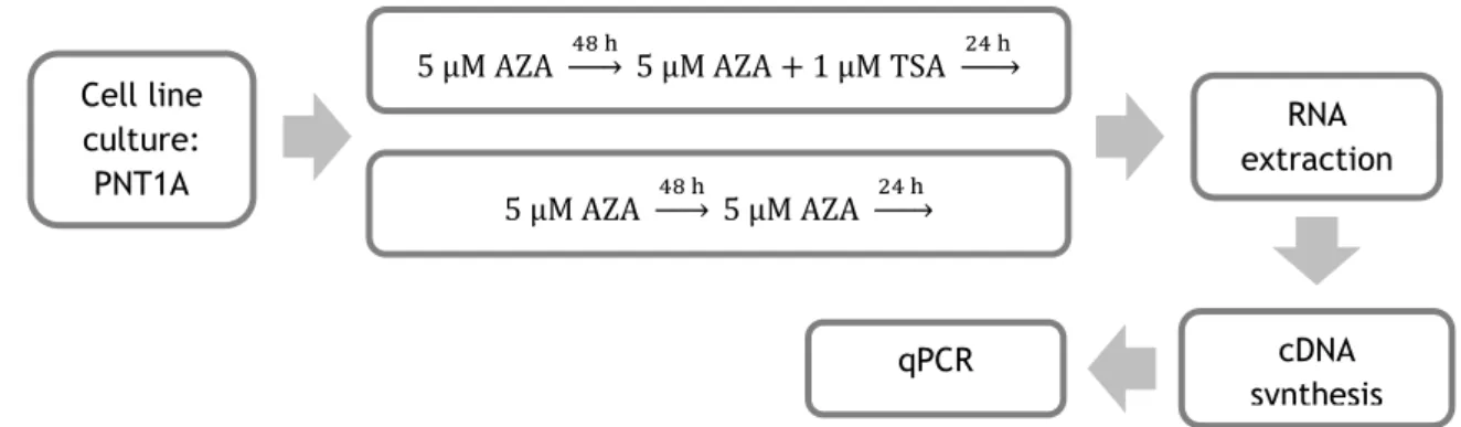 Figure 11: Diagram with the procedures used to evaluate the effect of treatment with DNMT and HDAC  inhibitors on STEAP1 mRNA expression in PNT1A cells