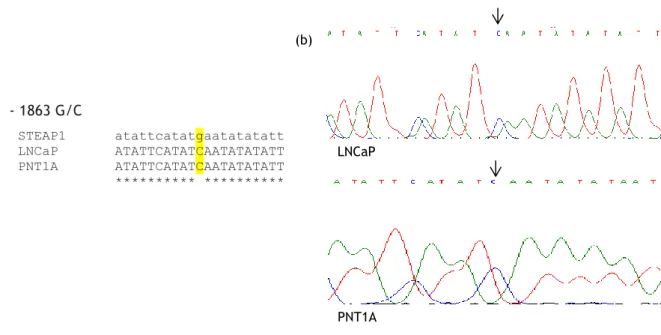 Figure 13: (a) Multiple sequences alignment of the STEAP1 gene sequence with the sequences obtained  from PNT1A and LNCaP cells sequencing