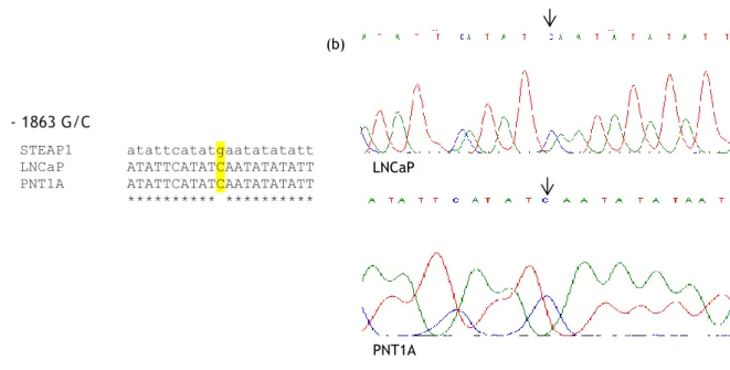 Figure 13: (a) Multiple sequences alignment of the STEAP1 gene sequence with the sequences obtained  from PNT1A and LNCaP cells sequencing