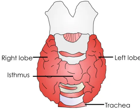 Figure 1 – Frontal view of the thyroid gland. The thyroid gland is located in the anterior neck in front  of  the  trachea, and  immediately  below  the  larynx,  it  has  a  butterfly-shape  and  is  constituted  by  two  lobes joined together by an isthm