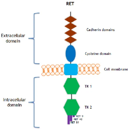 Figure  3  -  Schematic  representation  of  the  RET  receptor  tyrosine  kinase.  The  extracellular  domain  includes  four  cadherin  domains  and  a  cysteine  rich  domain
