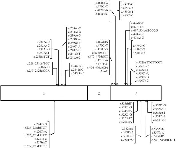 Figura  1  -  Estrutura  do  gene  VHL  e  localização  das  principais  mutações  exónicas  identificadas