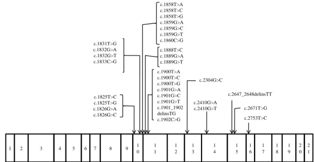 Figura 2 – Estrutura do gene RET e localização das principais mutações exónicas. As mutações associadas à síndrome  MEN 2A afectam principalmente os exões 10 e 11, ao passo que as identificadas na MEN 2B se situam nos exões 15 e  16