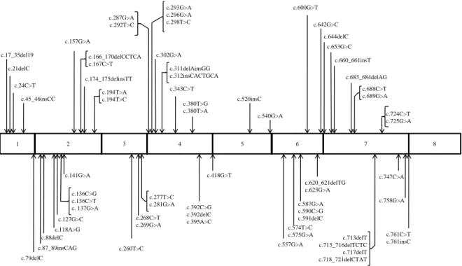 Figura  3  –  Estrutura do gene  SDHB  e  localização das mutações exónicas identificadas