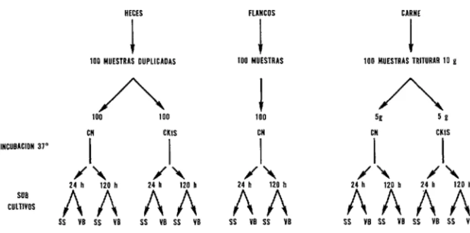 CUADRO  l-Esquema  del  procesado  de  las  muesbras. 