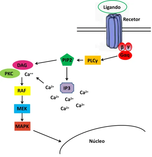 Figura 4. Cascata de sinalização típica de um recetor acoplado à proteína Gq. A ligação de um ligando a  um  recetor  acoplado  à  proteína  Gq,  ativa  a  PLCγ  (fosfolipase  Cγ)  que  induz  a  hidrólise  de  PIP2  (fosfatidilinositol 4,5 bifosfato) form