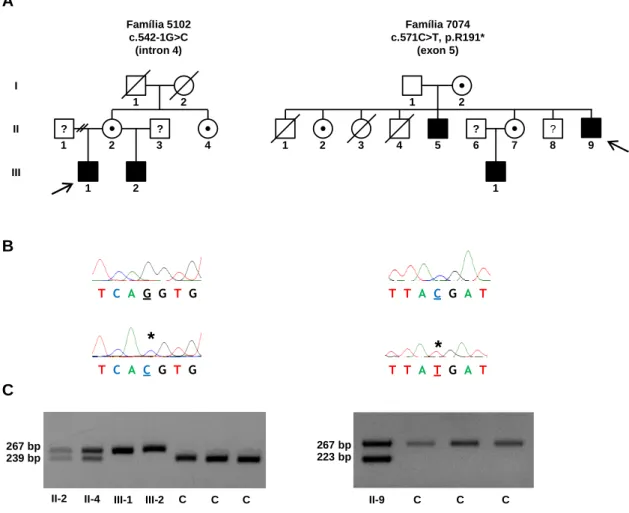 Figura 6. Identificação de mutações no gene KAL1 em famílias afetadas. A- Heredogramas das famílias  afetadas  e  nomenclatura  das  mutações  ao  nível  do  nucleótido  e  da  proteína