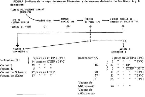 FIGURA  Z-Pases  de  IQ  cepa  de  wuna  Edmonston  y  de  vacunas  derivadas  de  las  líneas  A  y  6  Edmonston