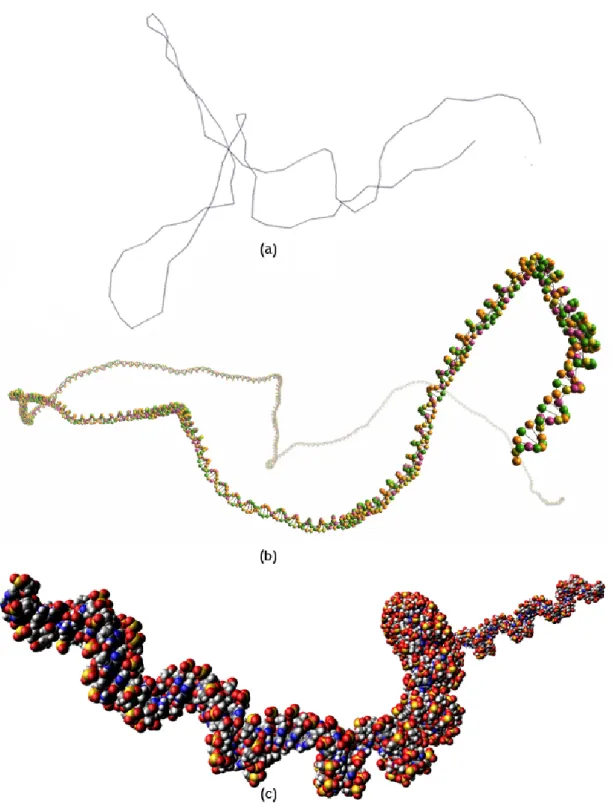 Figure 2.12: ADN-Viewer levels of detail: (a) chromosomal level; (b) genic level; and (c) atomic level.