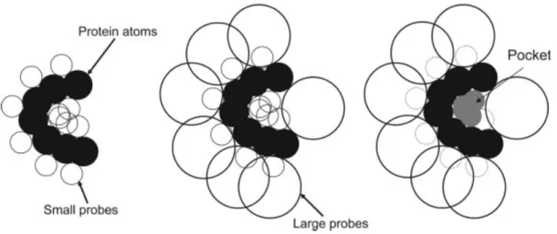 Figure 2.8: Detecting cavities through PHECOM: (a) Small probes are placed on the Van der Waals surface; (b) large probes are placed on the Van der Waals surface; (c) small probes that overlap with the