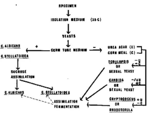 Figure  1.  Flow  chart  for  the  identification  of  clinical yeost  isolates.