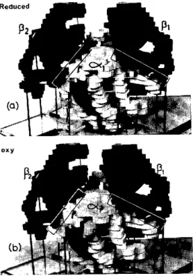 FIG.  4.  Models  of  (a)  deoxy  and  (b)  oxyhemoglobin  at 5.5A  resolution.  The  heme  groups  are  represented  by grey  discs