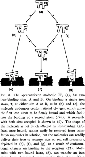 FiG.  8.  The  apotransferrin  molecule  TF,  (a),  has  two iron-binding  sites,  A  and  B