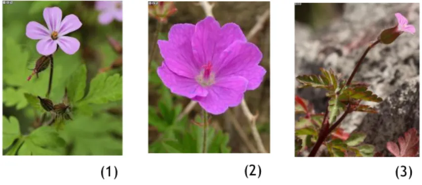 Figura  1  -  Algumas  espécies  de  Geranium:  Geranium  robertianum  (1),  Geranium  sanguineum  (2)  e  Geranium purpureum (3)