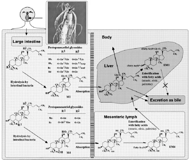 Figura 8- Vias metabólicas putativas dos ginsenósidos no corpo humano, após administração oral