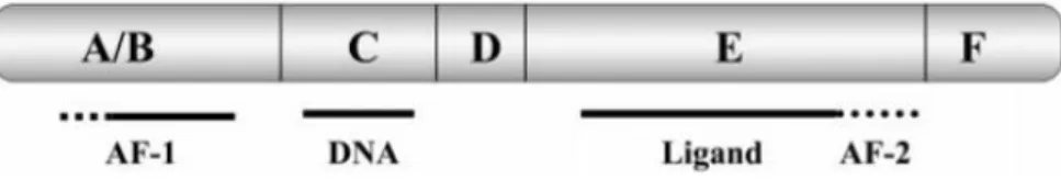 Figure 3 – Representação do domínio estrutural de recetores nucleares. O domínio A/B ou NH 2  terminal  contém o local AF-1 onde interagem os factores de transcrição;  o domínio C/D contém o domínio em  dedos  de  zinco,  estrutura  que  liga  ao  ADN;  o 