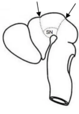 Figura 5 – Representação esquemática do procedimento usado para dissecar a SN de ratos embrionários