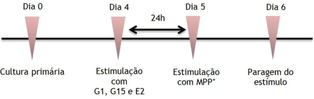 Figura  6  –  Representação  esquemática  do  procedimento  experimental  usado  para  o  estudo  da  neuroproteção dopaminérgica mediada pelo GPER