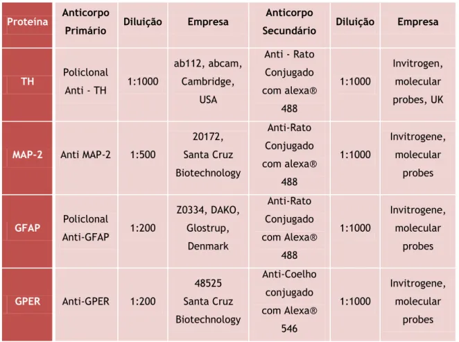 Tabela 2 – Anticorpos primários e secundários usados na imunocitoquímica .